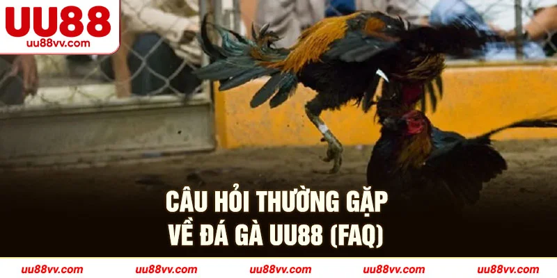 Câu hỏi thường gặp về đá gà UU88 (FAQ)