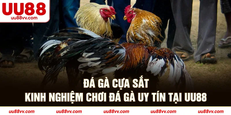 Đá gà cựa sắt kinh nghiệm chơi đá gà uy tín tại UU88