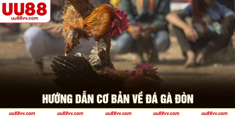 Hướng dẫn cơ bản về đá gà đòn